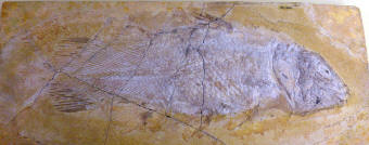 Coelacanth Fossil