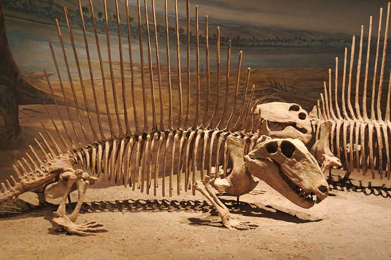 Dimetrodon