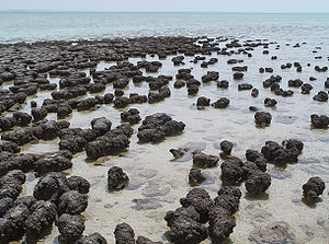 Stromatolites